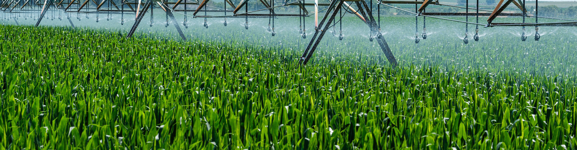 irrigation sprinklers watering a field of crops